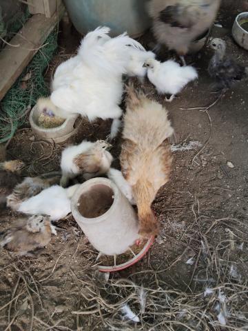 烏骨鶏の写真3