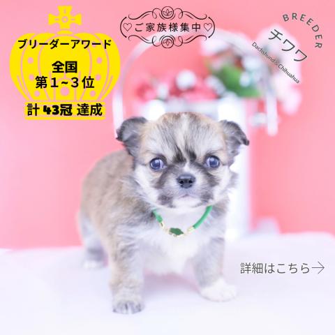 チワワ　ロング