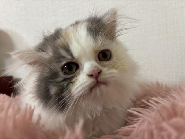ミヌエット（旧ナポレオン）の写真2