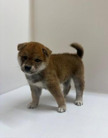柴犬の写真3