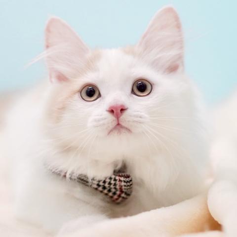 サイベリアンの写真5
