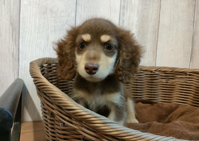 ミニチュアダックスフンドの写真4