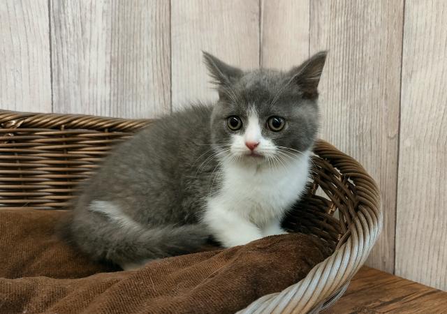 ブリティッシュショートヘア