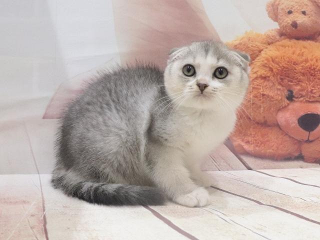 スコティッシュフォールドの写真4