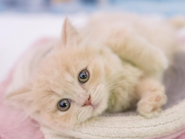 マンチカンの写真6