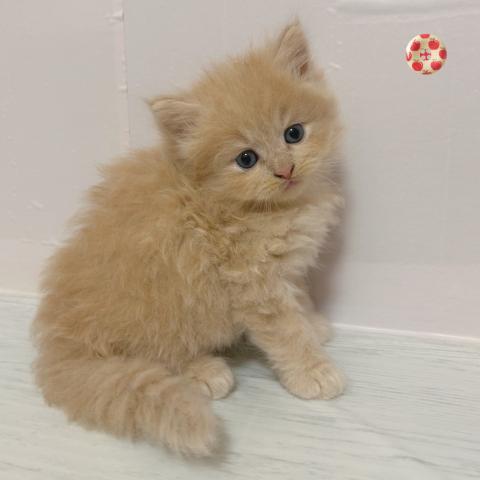 サイベリアンの写真5