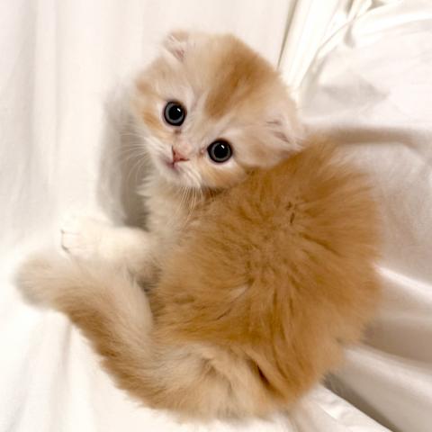 スコティッシュフォールドの写真5
