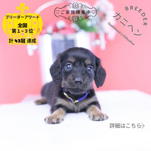 カニヘンダックスフンド ロング