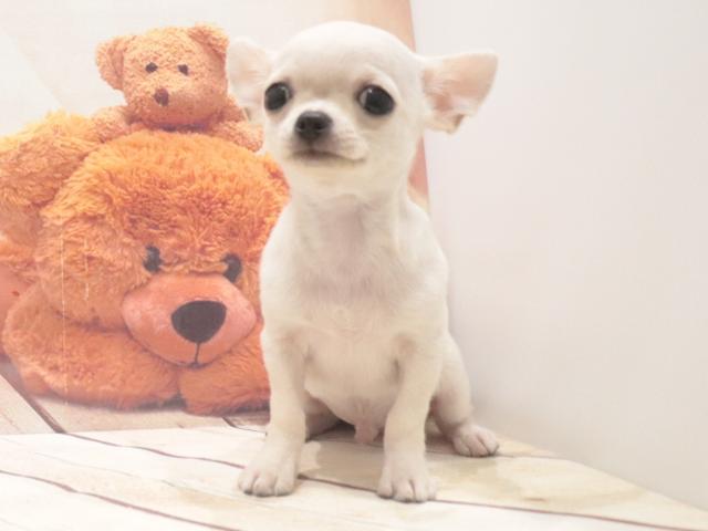 チワワ（スムースコート）の写真3