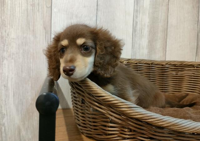 ミニチュアダックスフンドの写真5