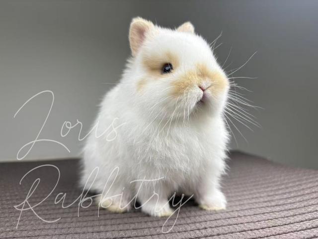 ネザーランドドワーフの写真6