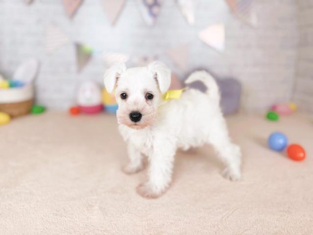 ミニチュアシュナウザーの写真2