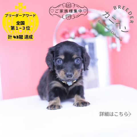 カニヘンダックスフンド ロング