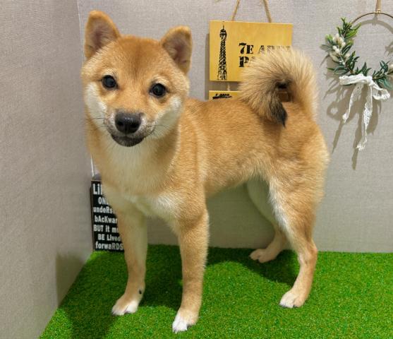 柴犬の写真2