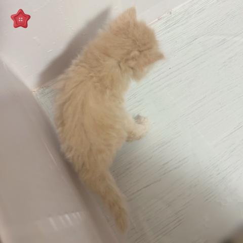 サイベリアンの写真3