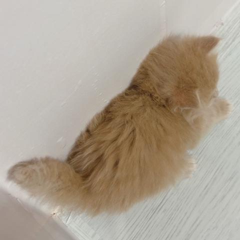 サイベリアンの写真4