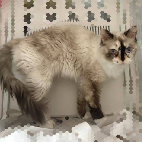 ラグドールの写真2