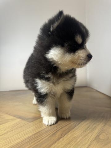 犬ハーフ(ポメラニアン×ハスキー)の写真3