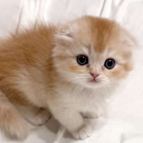 スコティッシュフォールド