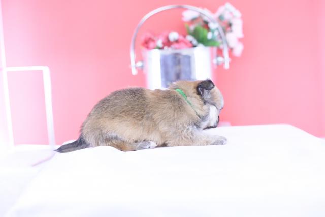 チワワ　ロングの写真6
