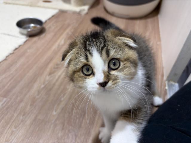 スコティッシュフォールドの写真5