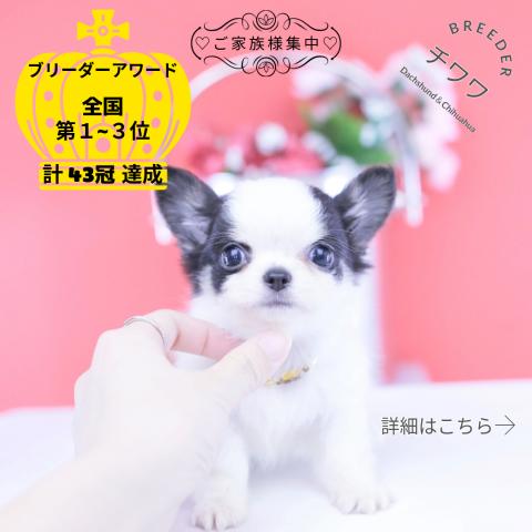 チワワ ロング