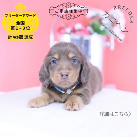 カニヘンダックスフンド ロング