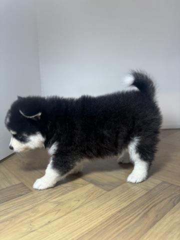 犬ハーフ(ポメラニアン×ハスキー)の写真2
