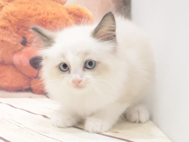 ラグドールの写真5