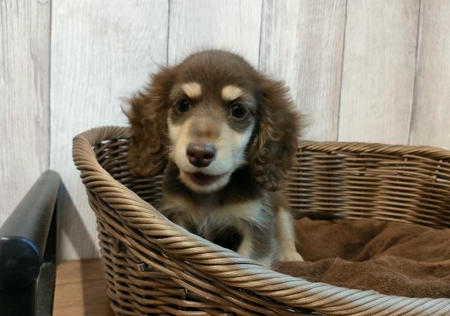 ミニチュアダックスフンドの写真2