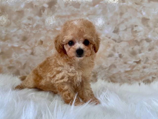 トイプードル成犬時2.0kg前後予想の写真2