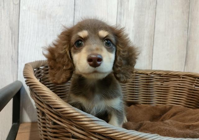 ミニチュアダックスフンド