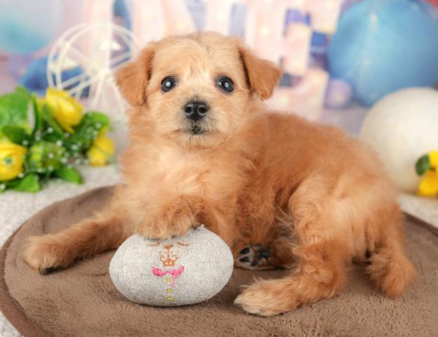 ビションプーの写真6