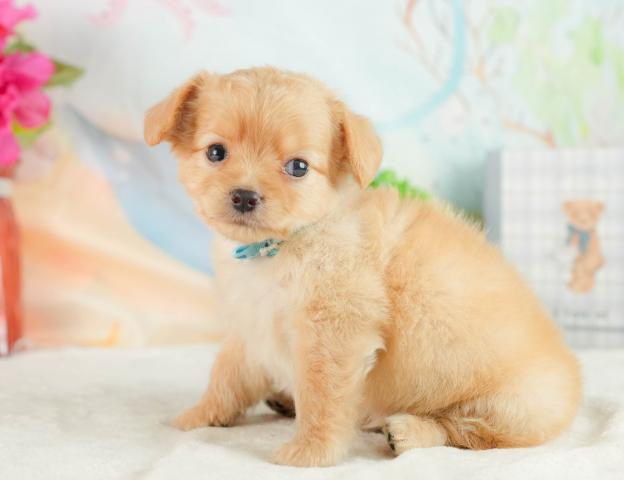 チワプーの写真4