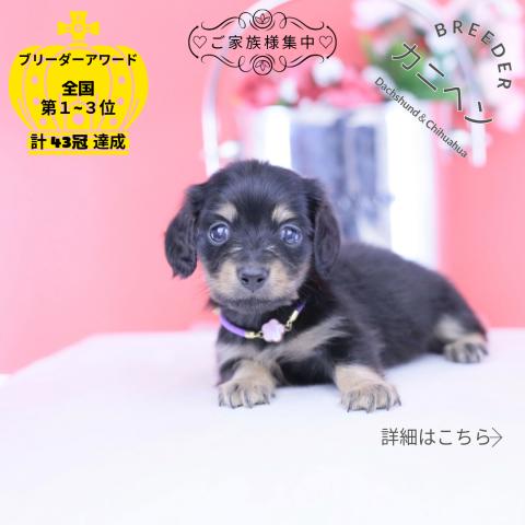 カニヘンダックスフンド ロング