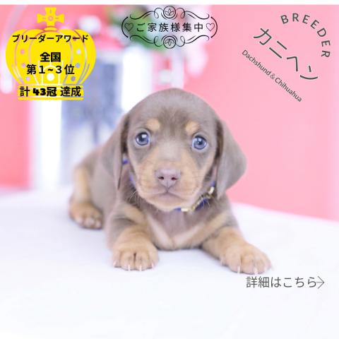 カニヘンダックスフンド スムース