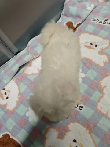 ビションフリーゼの写真3