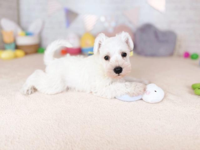 ミニチュアシュナウザーの写真4
