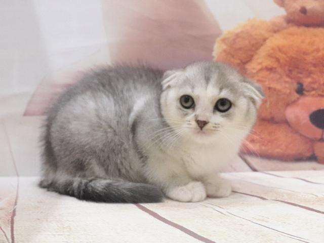 スコティッシュフォールドの写真5