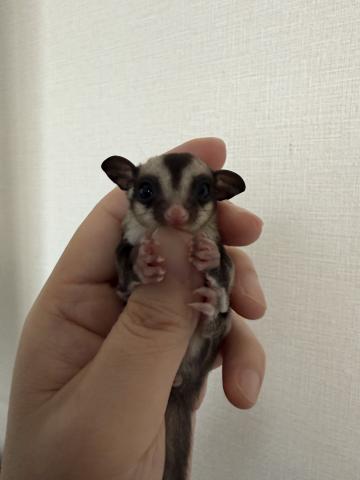 ノーマル