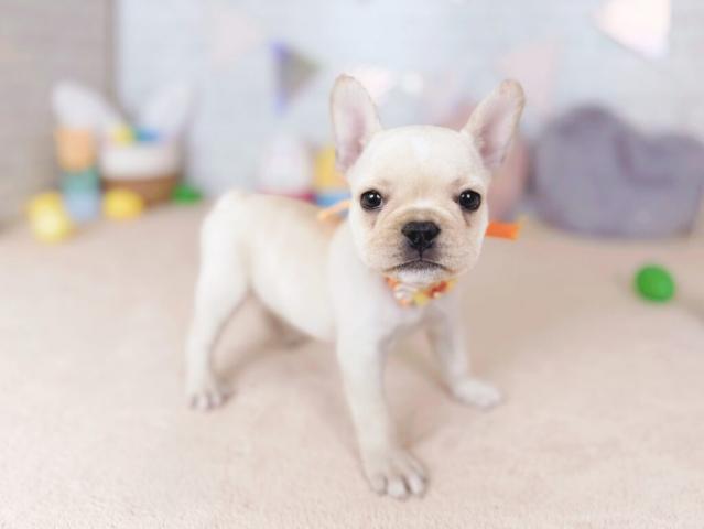 フレンチブルドッグの写真2