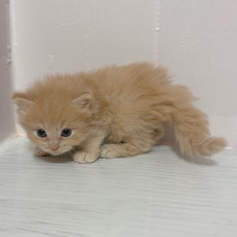 サイベリアンの写真5