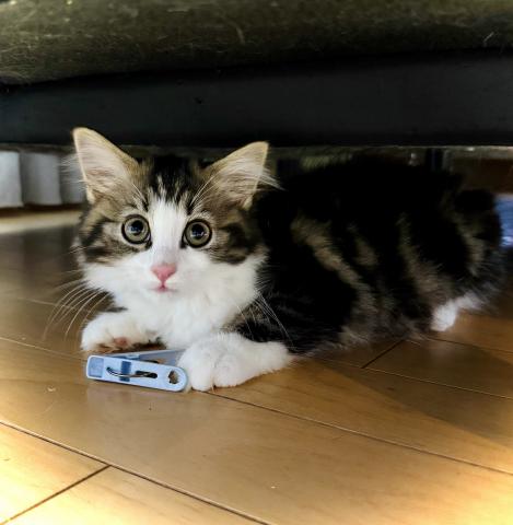 ノルウェージャンフォレストキャットの写真2