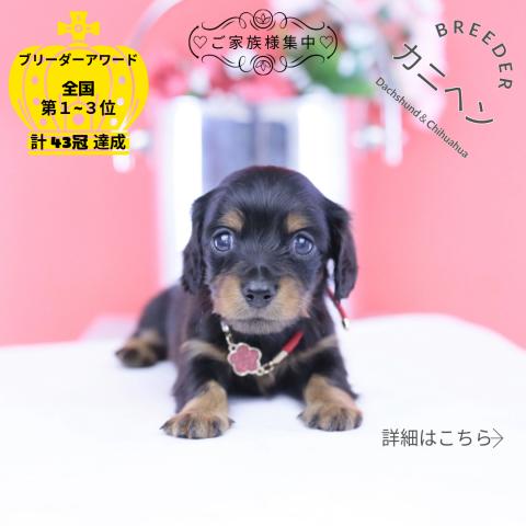 カニヘンダックスフンド ロング