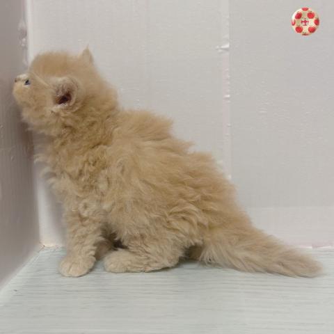 サイベリアンの写真2