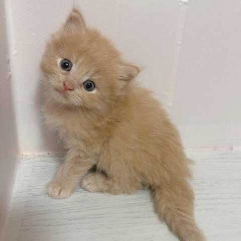 サイベリアンの写真2