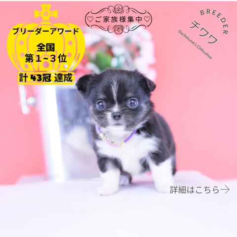 チワワ　ロング