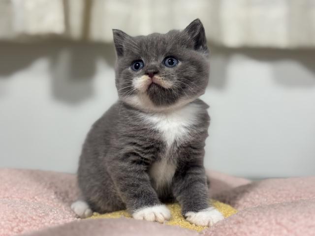 ブリティッシュショートヘア