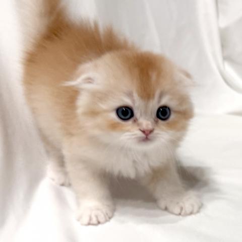 スコティッシュフォールドの写真2