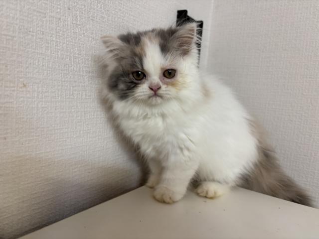 ミヌエット（旧ナポレオン）の写真4